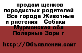 продам щенков породистых родителей - Все города Животные и растения » Собаки   . Мурманская обл.,Полярные Зори г.
